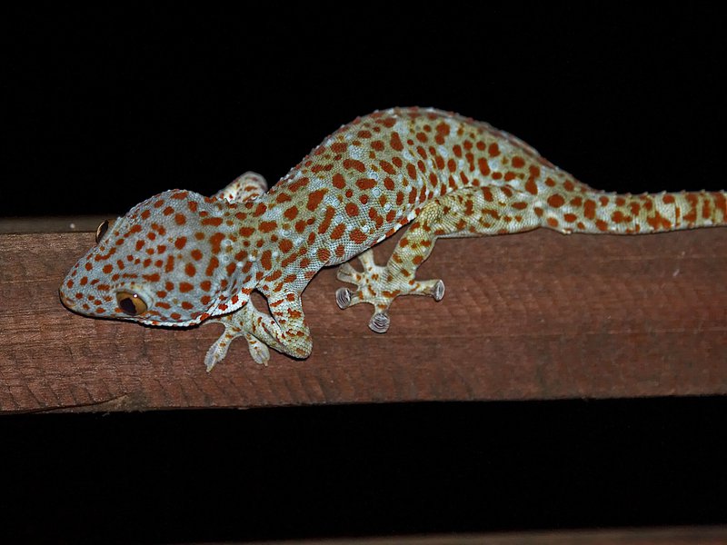 Gapang, Gecko
